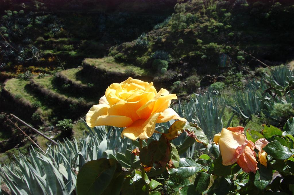 El Cedro Casa El Andenヴィラ エクステリア 写真